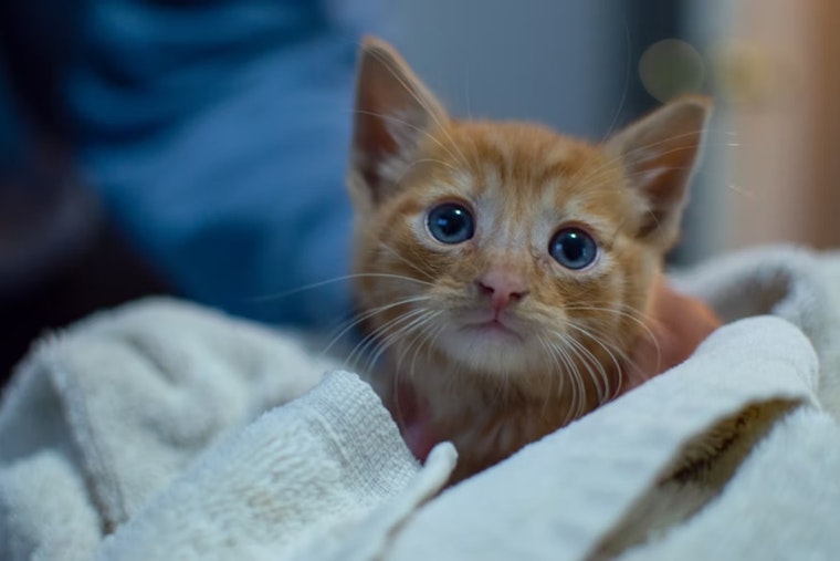 Mansfield's Clear The Shelters Campaign Celebrates 18 Pet Adoptions This Month; Vaccine Clinic and Adoption Event at Flix Brewhouse on the Horizon