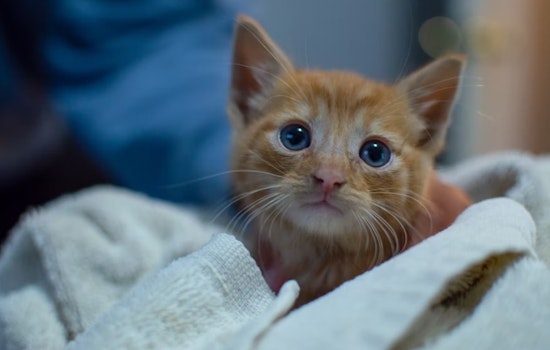 Mansfield's Clear The Shelters Campaign Celebrates 18 Pet Adoptions This Month; Vaccine Clinic and Adoption Event at Flix Brewhouse on the Horizon