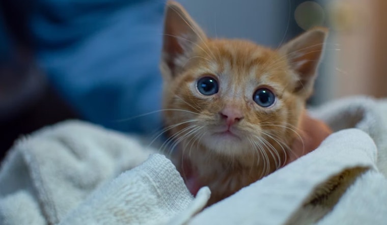 Mansfield's Clear The Shelters Campaign Celebrates 18 Pet Adoptions This Month; Vaccine Clinic and Adoption Event at Flix Brewhouse on the Horizon