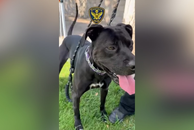 Manteca Gears Up for Excitement at the 2025 Animal Shelter Olympics This Weekend