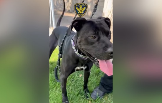 Manteca Gears Up for Excitement at the 2025 Animal Shelter Olympics This Weekend