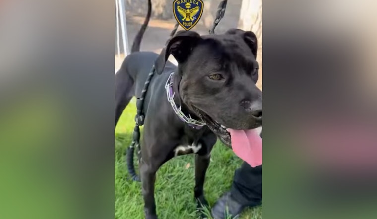 Manteca Gears Up for Excitement at the 2025 Animal Shelter Olympics This Weekend