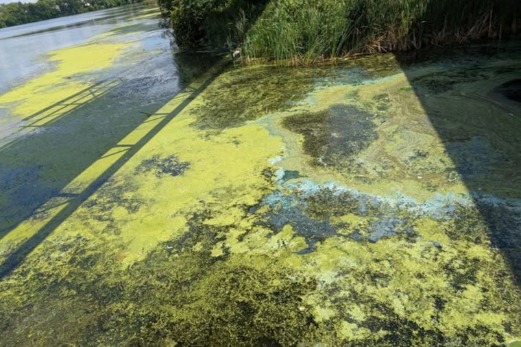 Maple Grove Alert: Public Warned About Toxic Algae in Rice Lake, Safety Tips for Residents and Pets Shared