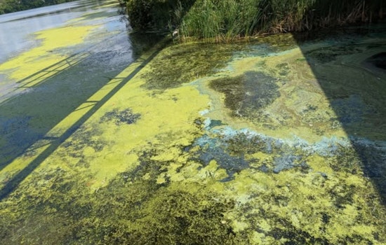 Maple Grove Alert: Public Warned About Toxic Algae in Rice Lake, Safety Tips for Residents and Pets Shared