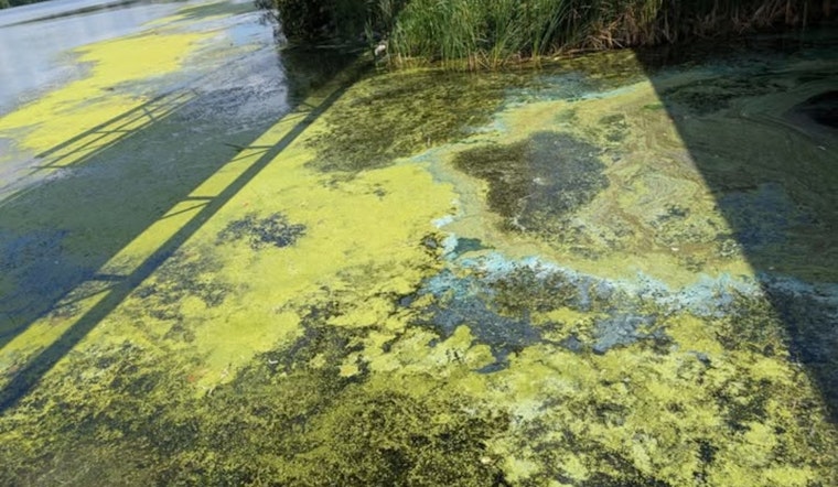 Maple Grove Alert: Public Warned About Toxic Algae in Rice Lake, Safety Tips for Residents and Pets Shared