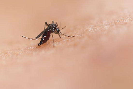 Maryland Department of Agriculture Announces Unscheduled Mosquito Spraying in Crofton to Counter Disease Risk
