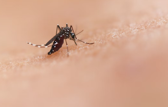 Maryland Department of Agriculture Announces Unscheduled Mosquito Spraying in Crofton to Counter Disease Risk