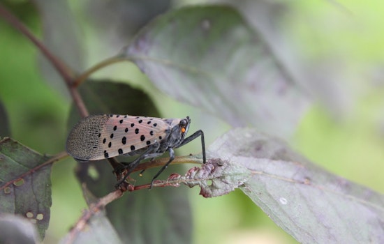 Massachusetts Battles Spotted Lanternfly Invasion, Over 50 Towns Affected, MDAR Urges Action