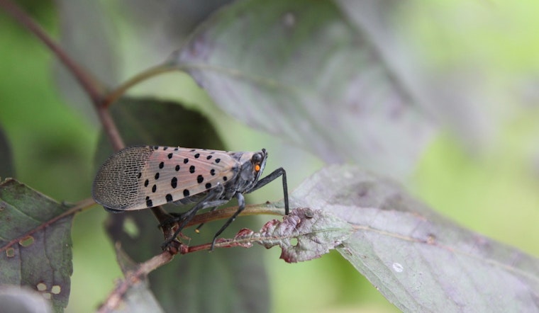 Massachusetts Battles Spotted Lanternfly Invasion, Over 50 Towns Affected, MDAR Urges Action