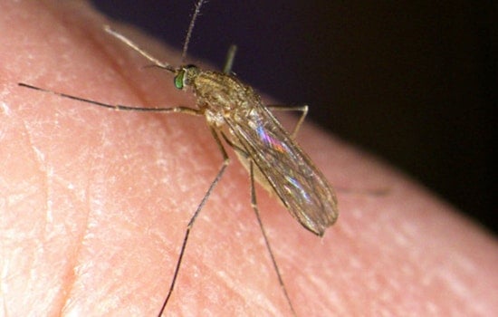Massachusetts Raises West Nile Virus Risk Level, EEE Detected in Mosquitoes Across Multiple Counties