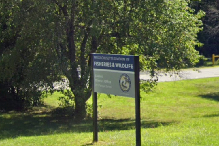 Massachusetts Unveils Groundbreaking 25-Year Biodiversity Conservation Plan Under Healey-Driscoll Administration