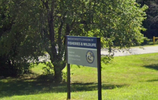 Massachusetts Unveils Groundbreaking 25-Year Biodiversity Conservation Plan Under Healey-Driscoll Administration