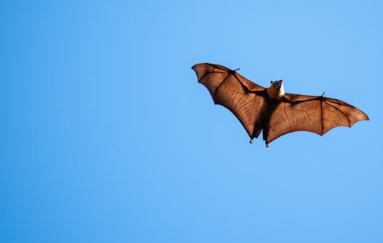 Massachusetts Woman Faces $20K Medical Bill After Bat Encounter in Arizona, Alleges Insurance Misconduct