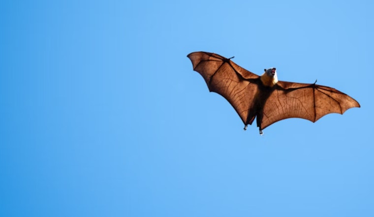 Massachusetts Woman Faces $20K Medical Bill After Bat Encounter in Arizona, Alleges Insurance Misconduct