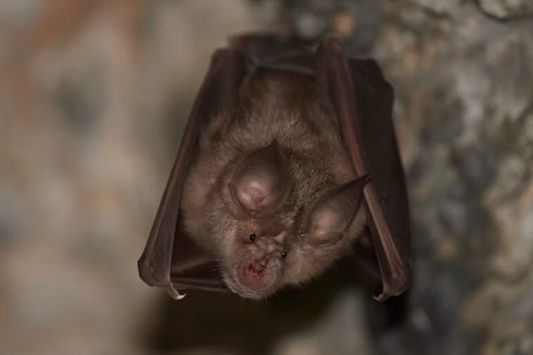 McHenry County Residents and Pet Undergo Treatment After Exposure to Rabid Bat in Cary Suburb