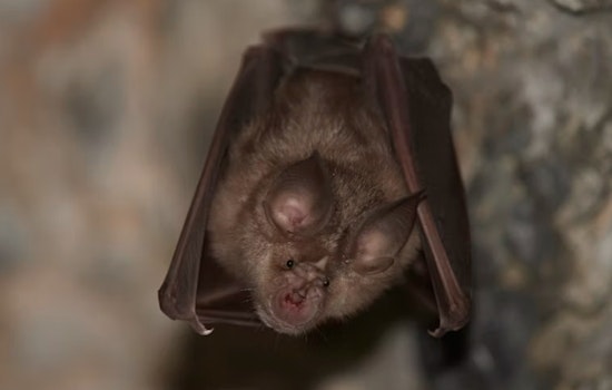McHenry County Residents and Pet Undergo Treatment After Exposure to Rabid Bat in Cary Suburb
