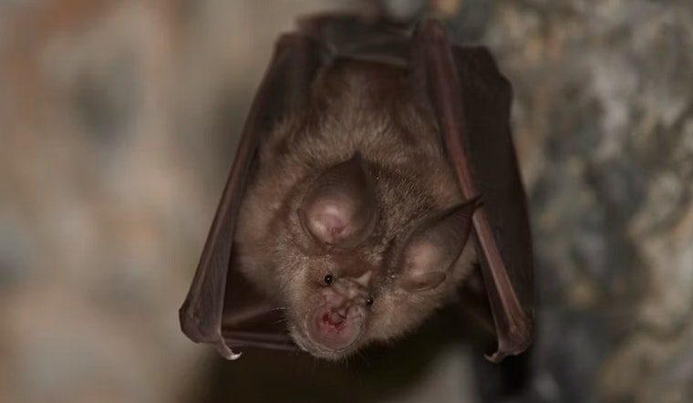 McHenry County Residents and Pet Undergo Treatment After Exposure to Rabid Bat in Cary Suburb