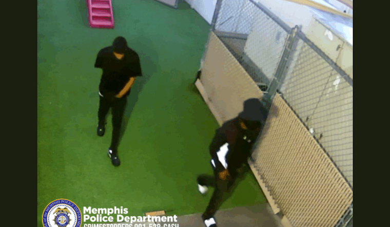 Memphis Police Investigate Early Morning Burglary at Camp Bow Wow, Suspect Sought