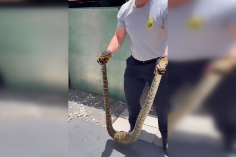 Miami-Dade Venom Response Team Safely Removes Invasive Burmese Python from Local Residence