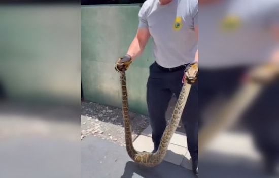 Miami-Dade Venom Response Team Safely Removes Invasive Burmese Python from Local Residence
