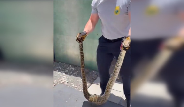 Miami-Dade Venom Response Team Safely Removes Invasive Burmese Python from Local Residence