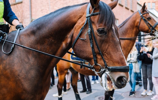 Miami Police Officers and Horses Near Completion of Intensive Mounted Patrol Training