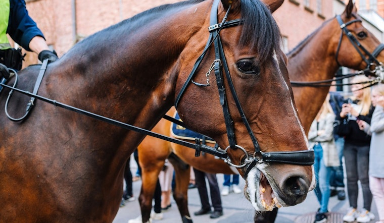 Miami Police Officers and Horses Near Completion of Intensive Mounted Patrol Training
