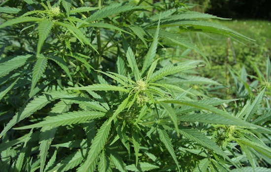 Michigan Cannabis Regulatory Agency Bans Viridis Founders for Standard Noncompliance