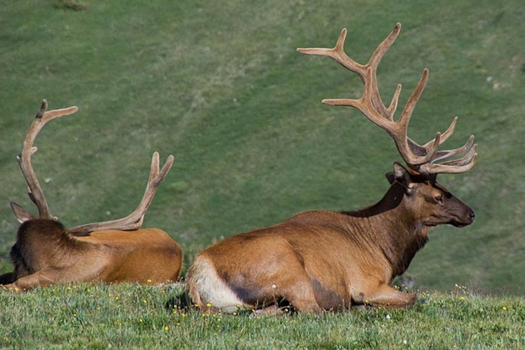 Michigan Embraces Trail Cameras and AI to Monitor Elk Population in Innovative Wildlife Study