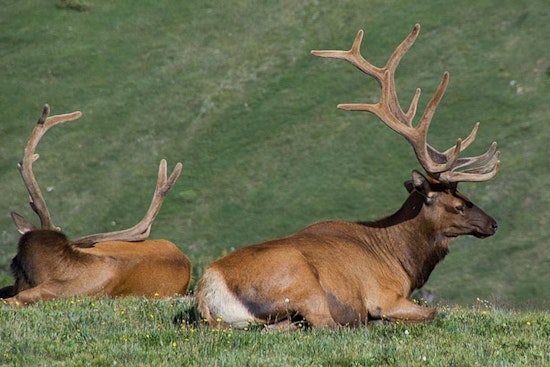 Michigan Embraces Trail Cameras and AI to Monitor Elk Population in Innovative Wildlife Study