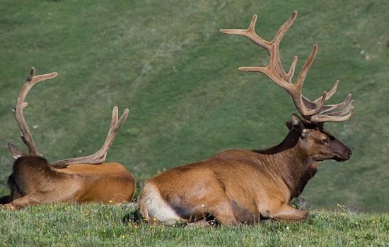 Michigan Embraces Trail Cameras and AI to Monitor Elk Population in Innovative Wildlife Study