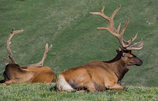 Michigan Embraces Trail Cameras and AI to Monitor Elk Population in Innovative Wildlife Study