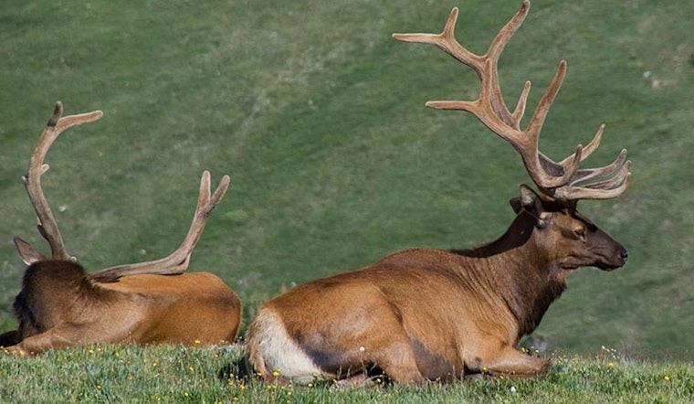Michigan Embraces Trail Cameras and AI to Monitor Elk Population in Innovative Wildlife Study