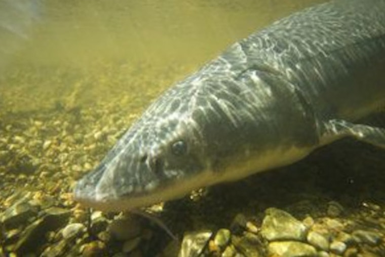 Michigan Mulls Over New Fishing Regulations for Legendary Lake Sturgeon
