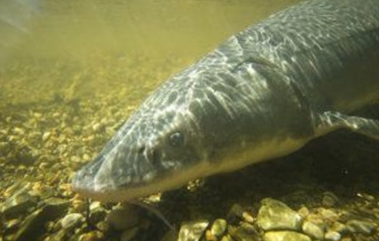 Michigan Mulls Over New Fishing Regulations for Legendary Lake Sturgeon