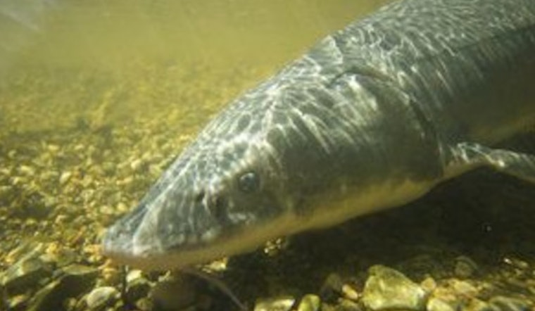 Michigan Mulls Over New Fishing Regulations for Legendary Lake Sturgeon