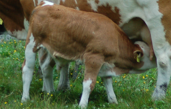Miracle on the Farm, Premature Twin Calves Cleo and Clover Beat the Odds in Mesa