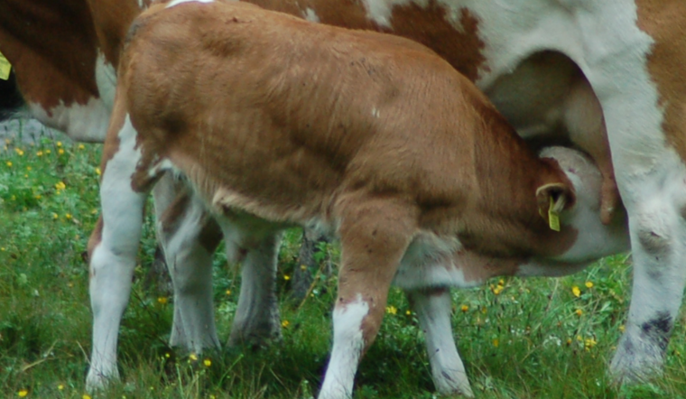 Miracle on the Farm, Premature Twin Calves Cleo and Clover Beat the Odds in Mesa