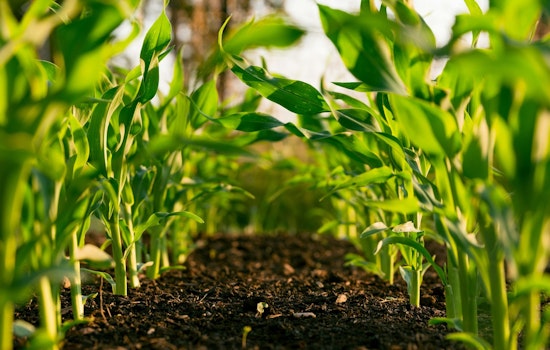 Missouri Department of Agriculture Launches Urban Farming Grants, Offers Up to $10,000 for Sustainable Projects