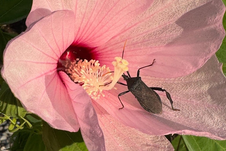 Missouri's Hairy Rose Mallow, A Nectar Haven for Local Wildlife and Instagram Sensation