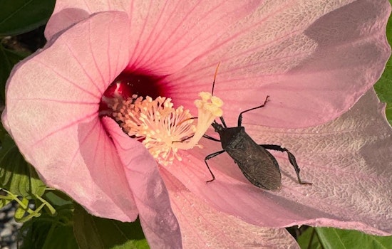 Missouri's Hairy Rose Mallow, A Nectar Haven for Local Wildlife and Instagram Sensation