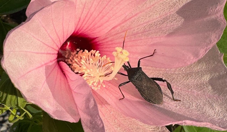 Missouri's Hairy Rose Mallow, A Nectar Haven for Local Wildlife and Instagram Sensation