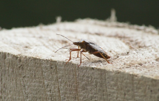 Kona Mexican Restaurant Pancho & Lefty's Closed After Cockroaches Found in Food