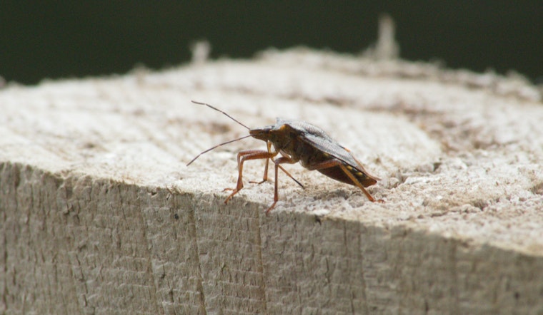 Kona Mexican Restaurant Pancho & Lefty's Closed After Cockroaches Found in Food
