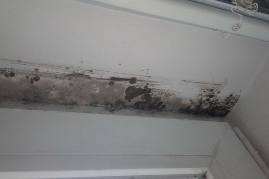 Mold Infestations Disrupt School Schedules in Metro Detroit, Prompting Closures and Concerns for Student Safety