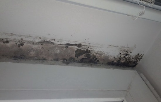 Mold Infestations Disrupt School Schedules in Metro Detroit, Prompting Closures and Concerns for Student Safety