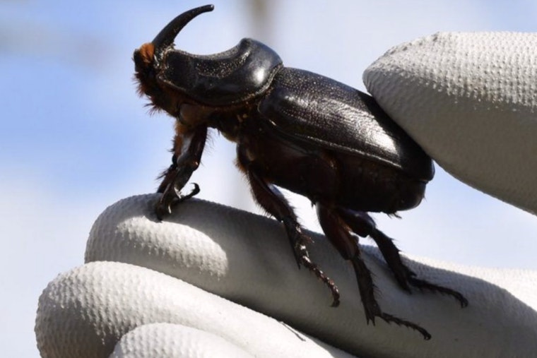 Molokaʻi Residents Rally for Ban on Imports to Thwart Coconut Rhinoceros Beetle Invasion