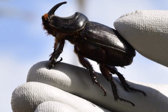 Molokaʻi Residents Rally for Ban on Imports to Thwart Coconut Rhinoceros Beetle Invasion