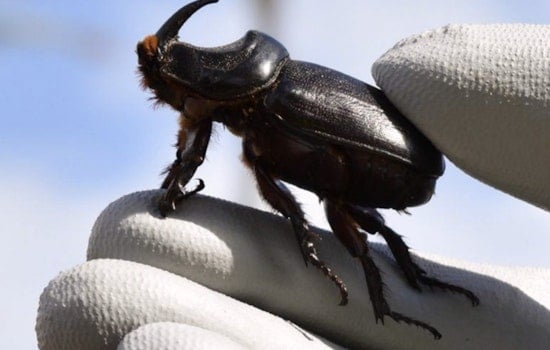 Molokaʻi Residents Rally for Ban on Imports to Thwart Coconut Rhinoceros Beetle Invasion