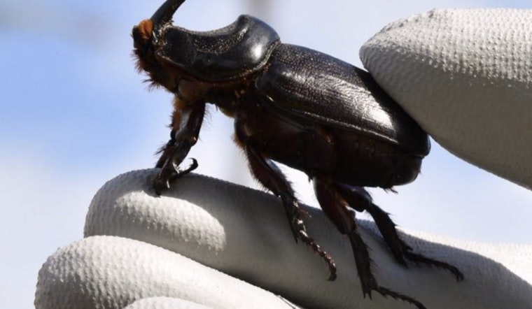 Molokaʻi Residents Rally for Ban on Imports to Thwart Coconut Rhinoceros Beetle Invasion